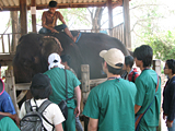 ゾウ診療見学とゾウライド体験